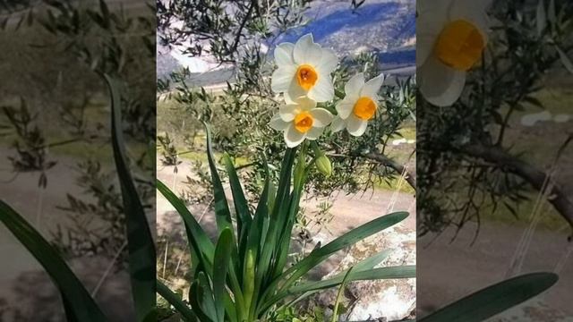 МОЛИТВА🙏 ...ДУШИ🌹 смотреть онлайн
