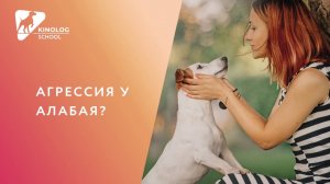 Агрессия у алабая