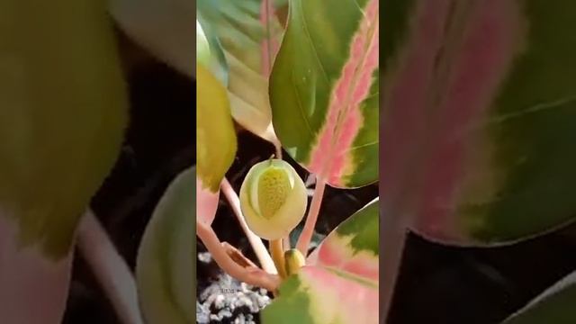 AGLAONEMA FLOWER смотреть онлайн