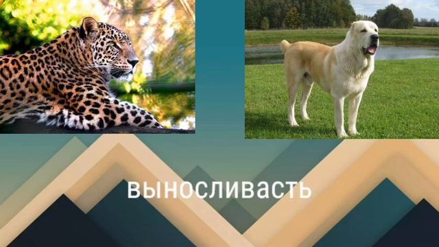 Противостояние Леопард против Алабая смотреть онлайн