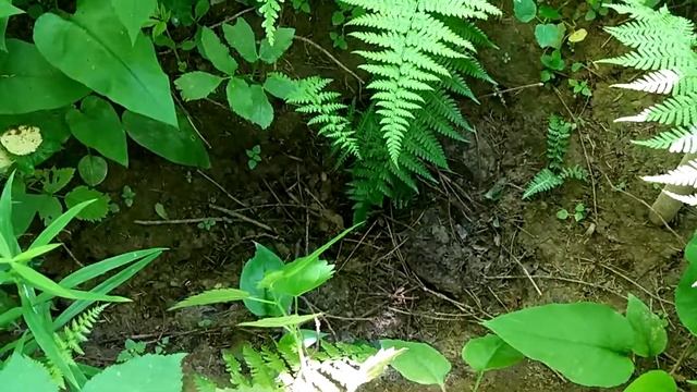 ЧТО ОСТАЛОСЬ ОТ ПОПЫТКИ СДЕЛАТЬ ХАМОН)))