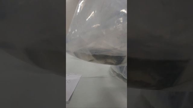 Students 1st Fish Swap #fish #swap #livestream смотреть онлайн