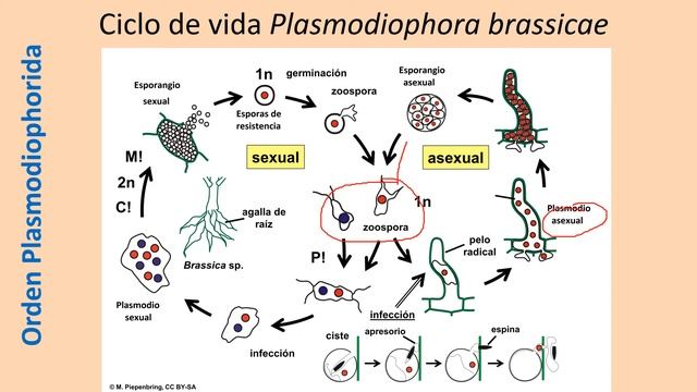 FungoidesMucilaginosos-Plasmodiofóridos смотреть онлайн