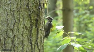 Трёхпалый дятел (Picoides tridacylus) [июнь 2020]