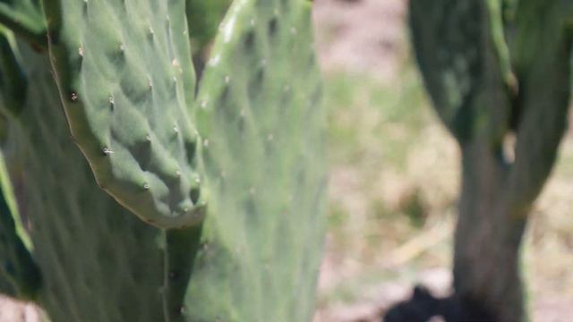 Enriquecimiento proteico del nopal para alimentación del ganado, una opción económica смотреть онлайн