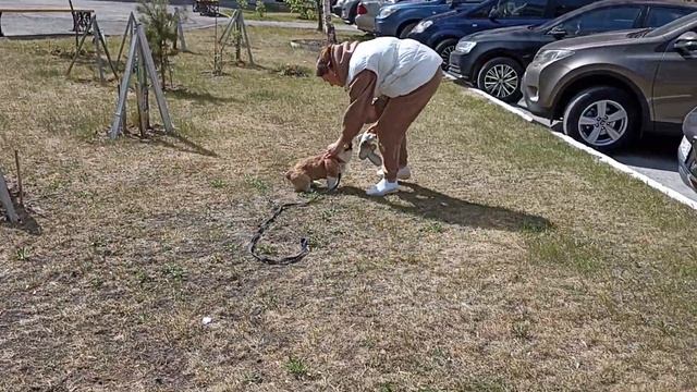 354. С чего начать первую прогулку со щенком? смотреть онлайн