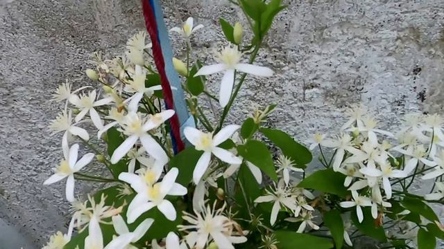 A Beautiful Ranjai plant clematis | sweet fragrance смотреть онлайн