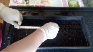 Сажаем Томаты через замачивание семян в ПЕРЕКИСИ водорода.