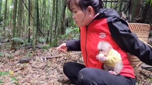 Baby monkey Bubu is so beautiful when he returns to the green forest