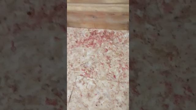 Как реально работает отрава для мышей и крыс ! Это п-ц.. смотреть онлайн
