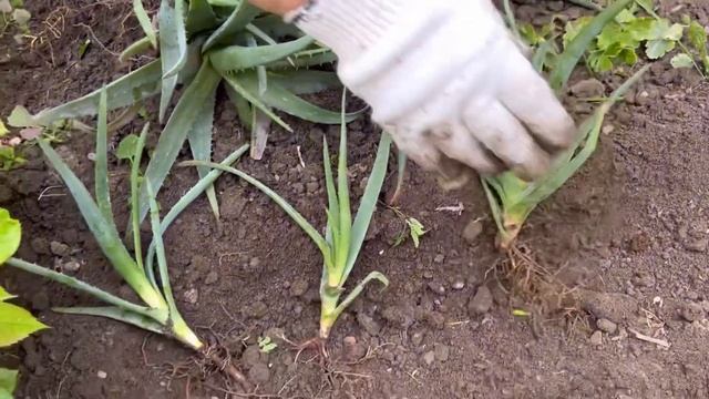 КАК ВЫРАСТИТЬ ШИКАРНОЕ АЛОЭ!? смотреть онлайн