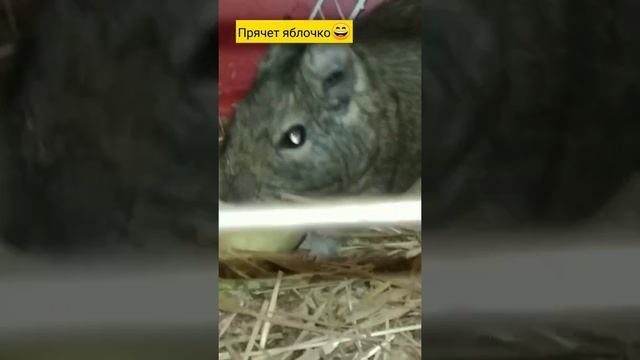 Мексиканская белка. Дегусы. Милые животные смотреть онлайн