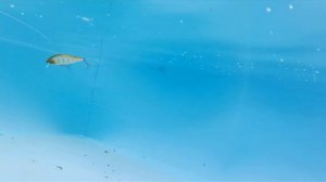 Bet A-Shiner Pontoon21 Fishing lure Underwater filming