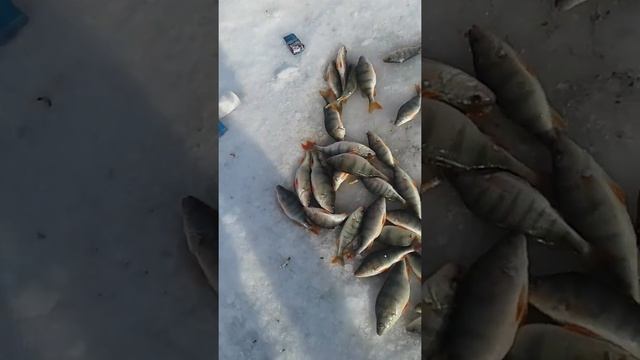 Рыбалка на ГРЭС-2 смотреть онлайн