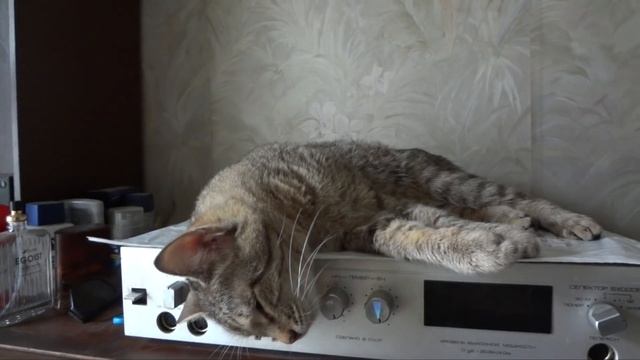 "Кот сдох" смотреть онлайн