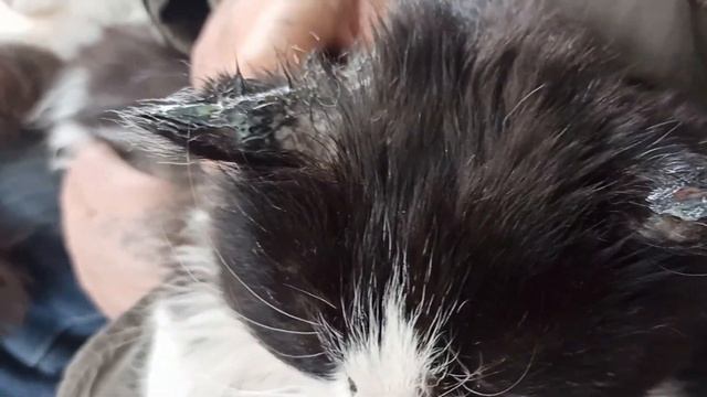 Дачные коты #40. Вот такой у нас климат смотреть онлайн