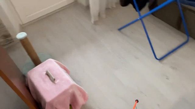 Муха съела нитку, возили к ветеринару.