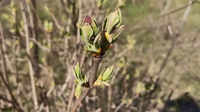 12 апреля праздник ВЕРБНОЕ ВОСКРЕСЕНЬЕ . что нельзя делать . народные традиции смотреть онлайн