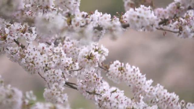 Расслабляющая музыка смотреть онлайн