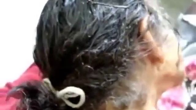 огромные вши