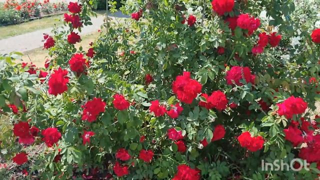 Минский ботанический сад. 2023. смотреть онлайн