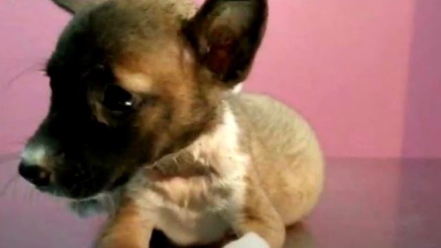 Живот собаки раздулся до состояния шара. Хозяйка пришла в УЖАС, узнав вердикт ветеринара смотреть онлайн