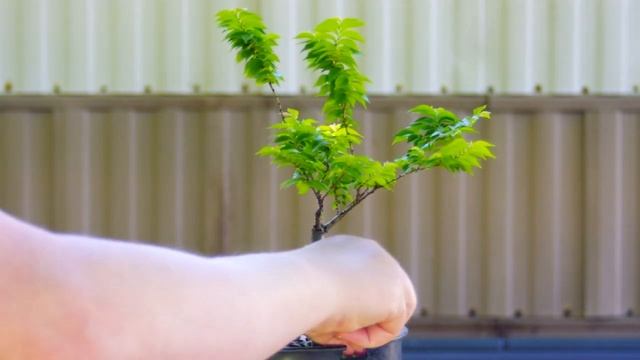 #75 Jacqueline Hillier Elm