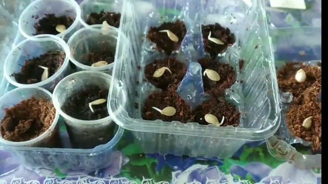 ?Тыква семена проросли на 4 сутки кск вырастить рассаду тыквы ч 1