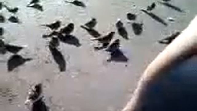 Кормление воробьёв смотреть онлайн