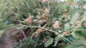 Малина в парнике: в жару +40°