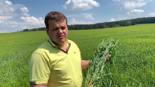 Протравитель Ламадор Про - бесценный опыт в протравливании! смотреть онлайн