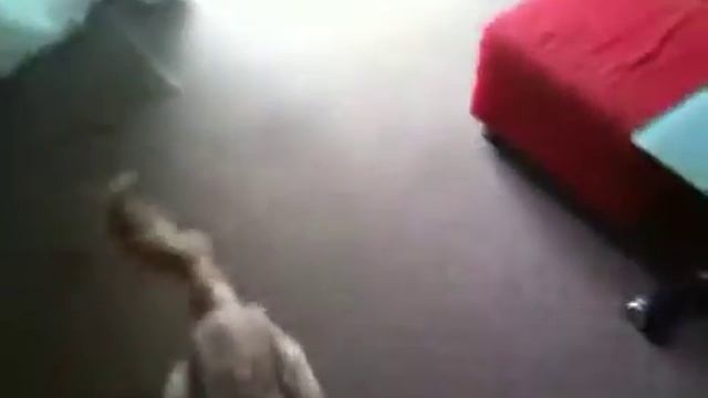 Zingo play смотреть онлайн