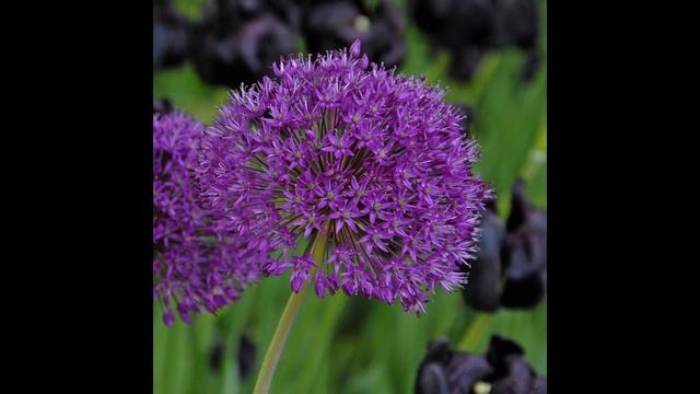 Allium aflatunense смотреть онлайн
