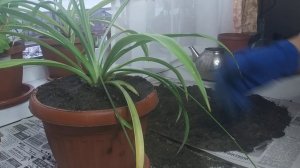 Пересадка хлорофитума.