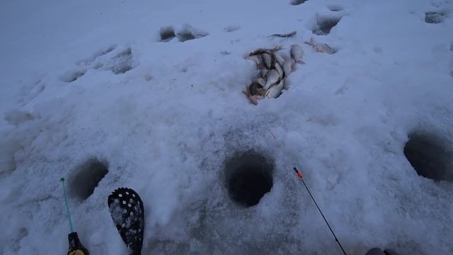 Тут, в этой протоке рыбы,как  в АКВАРИУМЕ ! КЛЮЁТ - ТОЛЬКО УСПЕВАЙ ЛОВИТЬ !