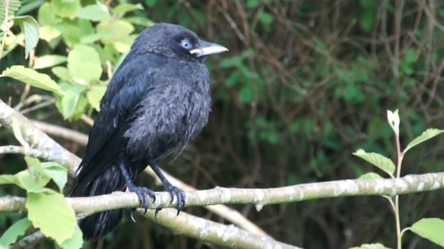 Baby Jackdaw bird found in a bin bag - reared at home. смотреть онлайн