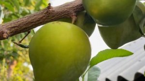 Колоновидная слива. Очень крупные плоды колоновидной сливы в моем саду в августе. Делюсь секретом