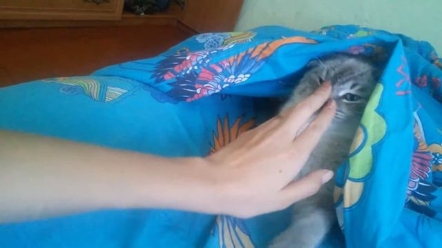 Мой любимый котик. скучаю 😭так не хватает тебя. Ты всегда в моем сердце, люблю тебя 🐱 смотреть онлайн