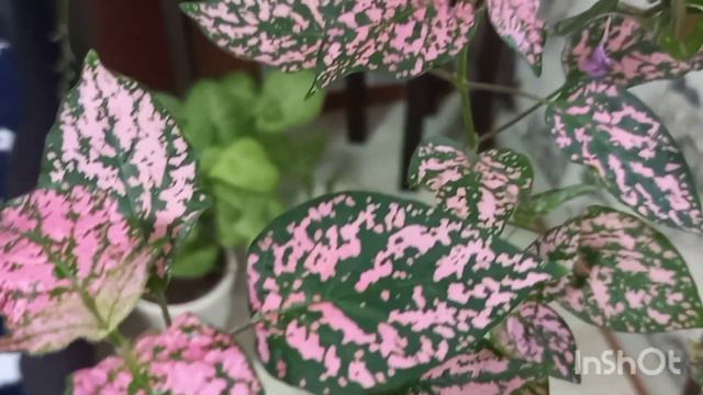 Познакомьтесь!!!!Это гипоэстес!!!/Уход за растением💚💚💚🪴🪴🪴 смотреть онлайн