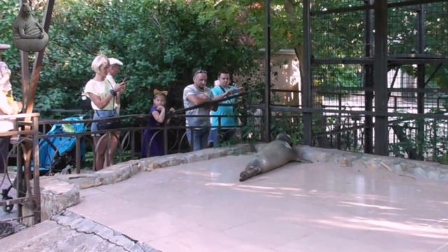 Плюхи Маэстро смотреть онлайн