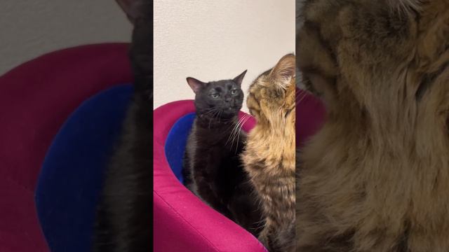 это я, когда мне что-то говорят 🐱😂