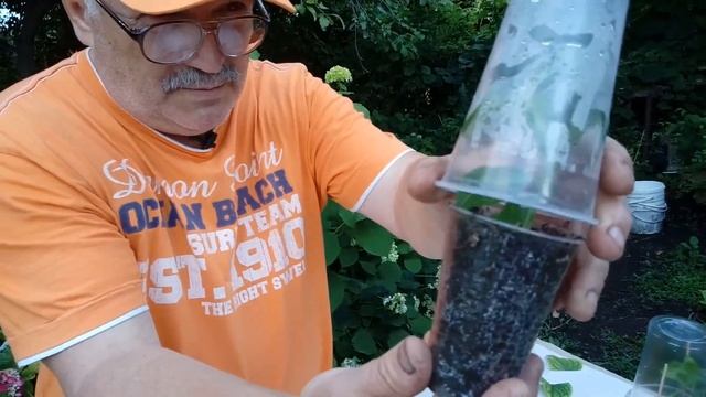 РАЗМНОЖАЕМ ГОРТЕНЗИЮ ЛЕГКО+РЕЗУЛЬТАТ УКОРЕНЕНИЯ. смотреть онлайн