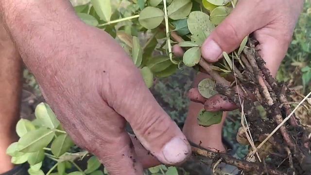 Копаем АРАХИС на своем УЧАСТКЕ новый урожай смотреть онлайн