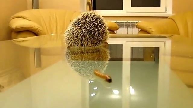 Ёжик Пых ест червячка/Hedgehog Pykh eating worm смотреть онлайн