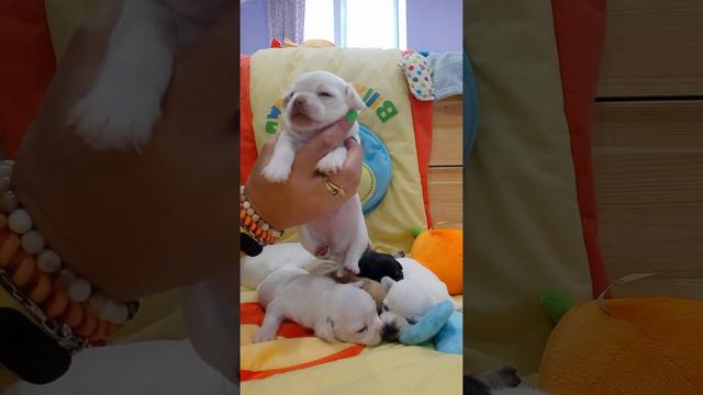 Аяз Хакан мальчик чихуахуа белый с голубыми глазами, продажа Симферополь Крым Кастропуло купить