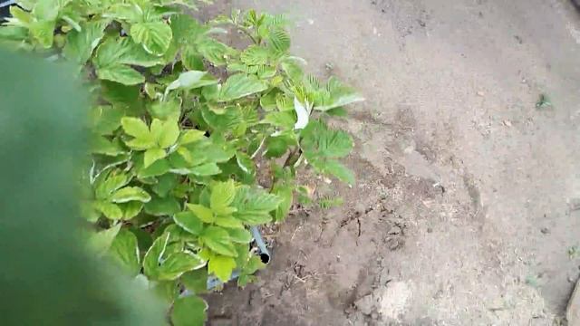 Часть 1 . Результат скрещивания ремонтантных сортов малины Шапка мономаха и Бриллиантовой. смотреть онлайн