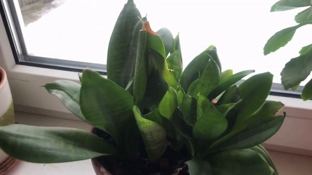 Хочу пересадить цветы у дедушки.Помогите определить названия растений