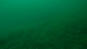 Ловлю гребешка в Баренцевом море
