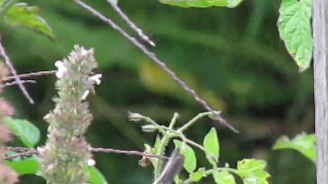 Finch or sparrow ? eating catnip in Santa Cruz смотреть онлайн