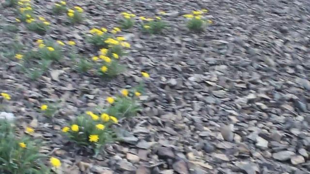 Я взбираюсь на поклонную гору смотреть онлайн